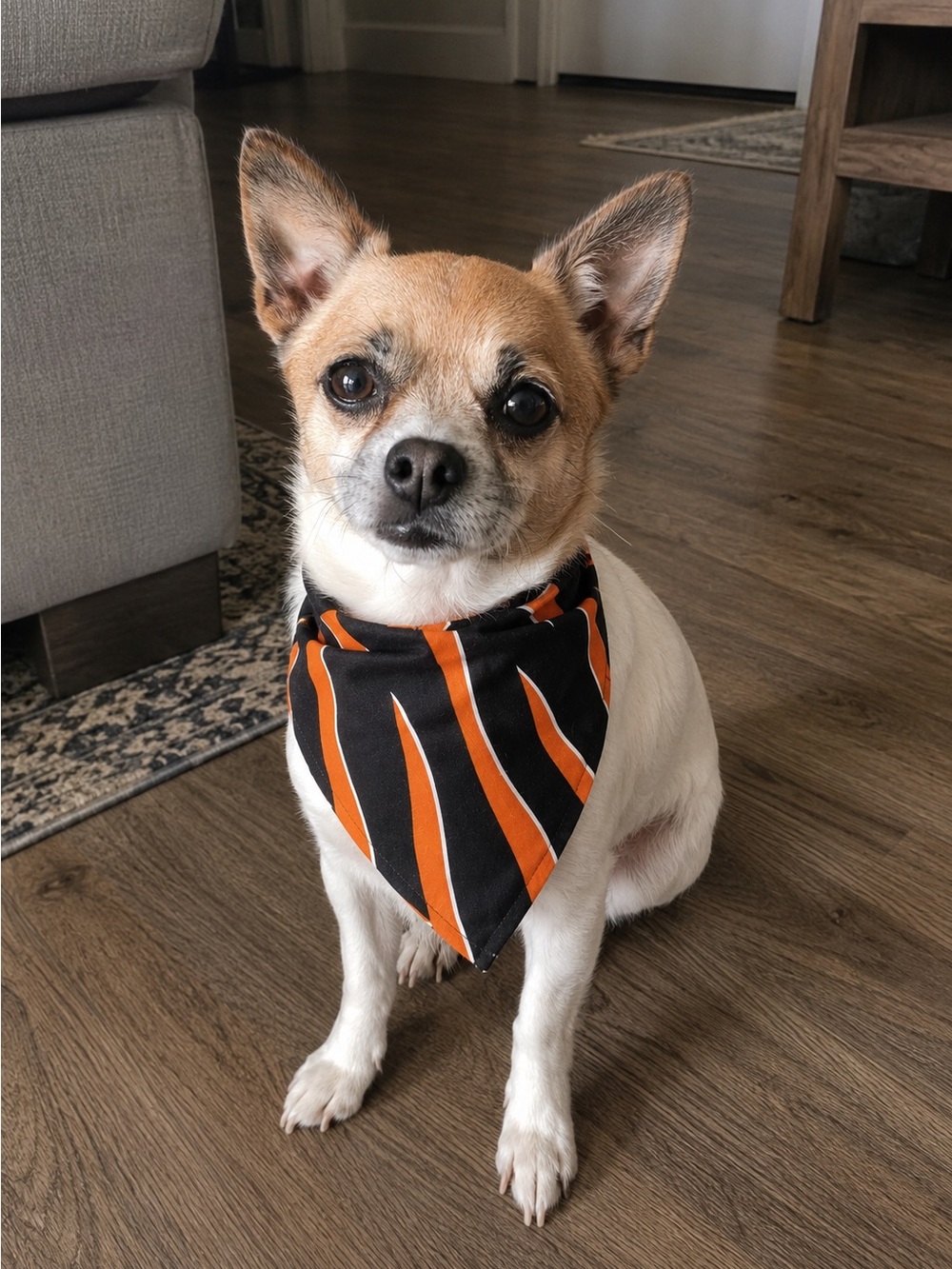 Cincinnati Bengals Dog Bandana - Picture 1 of 8